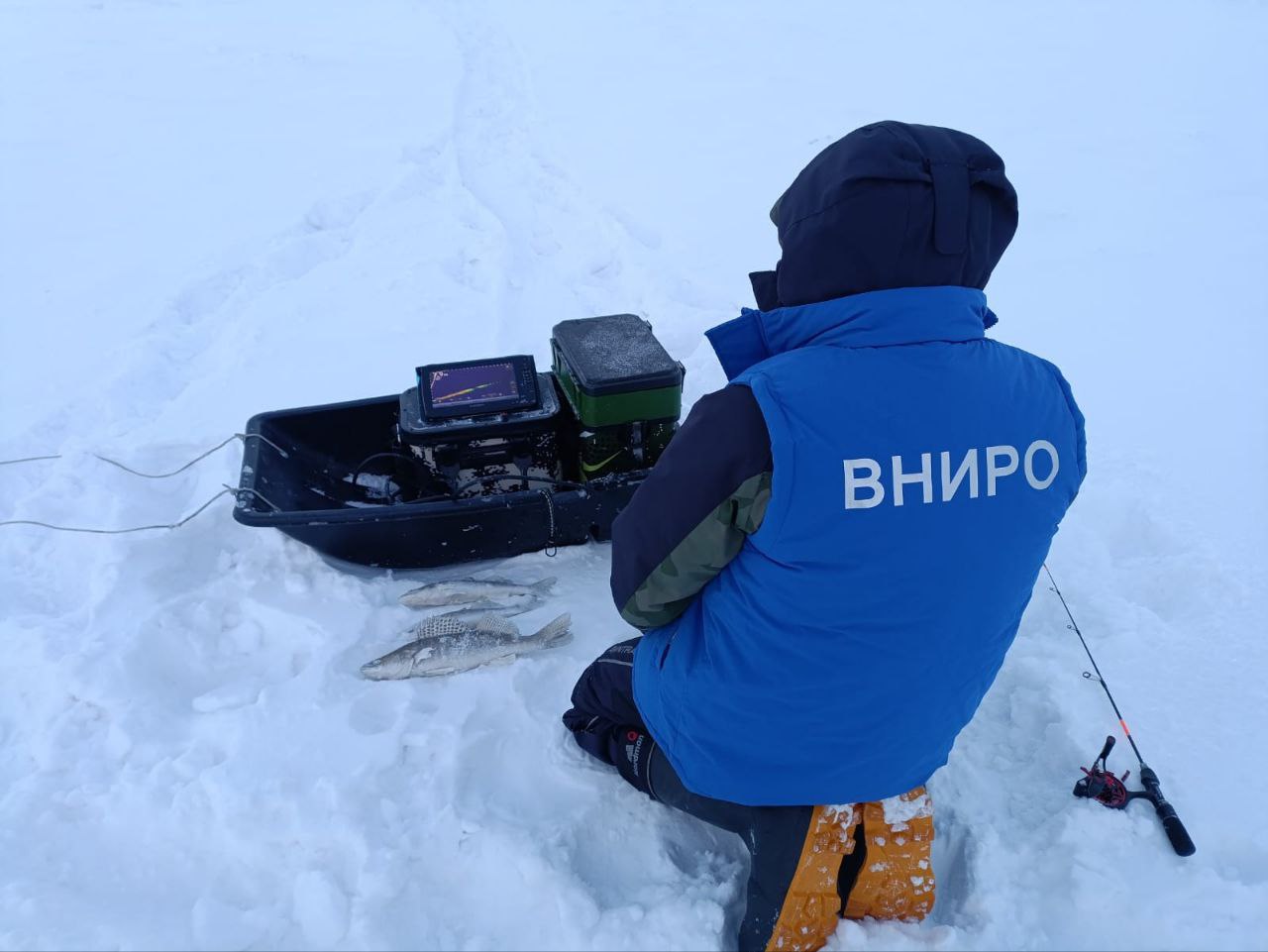 photo 5456119891141266607 y