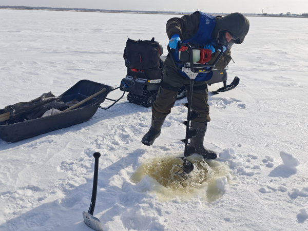Наблюдения за состоянием популяции гаммарид на озерах Новосибирской области, февраль-март 2026 г.